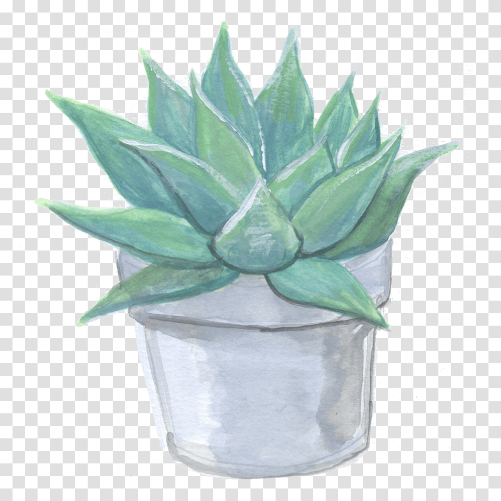 Rebecca Fishbein Agave, Aloe, Plant, Flower, Blossom Transparent Png