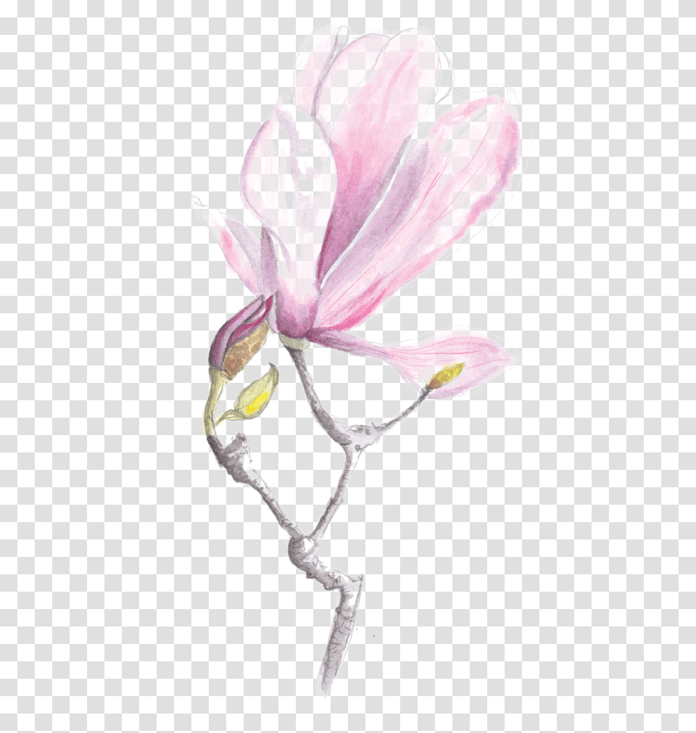 Rebecca Moss Design Magnolia, Plant, Flower, Blossom, Bird Transparent Png