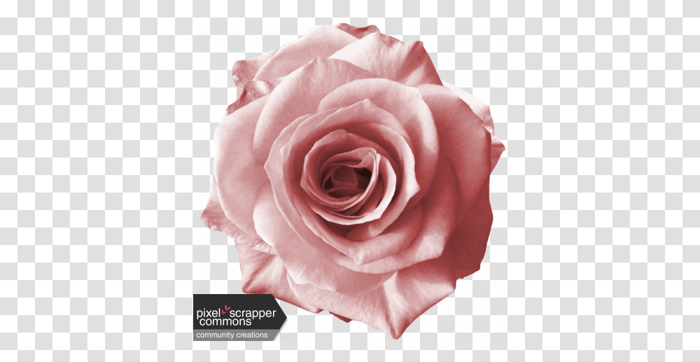 Rebel Rose Pink Graphic By Sunny Faith Rush Pixel Pink Rose Rose Graphic Design, Flower, Plant, Blossom, Petal Transparent Png