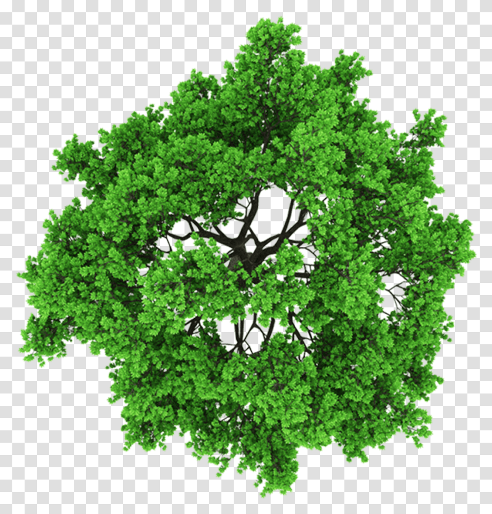 Reception And Sorting Cut Out Tree From Above, Green, Plant, Leaf, Hole Transparent Png