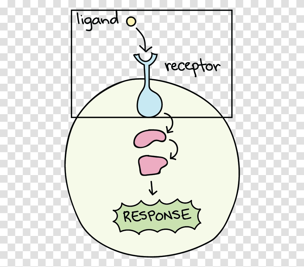 Receptor Biology, Label, Plot, Furniture Transparent Png
