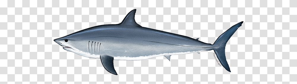 Recipes Fishwatch, Sea Life, Animal, Shark, Mammal Transparent Png