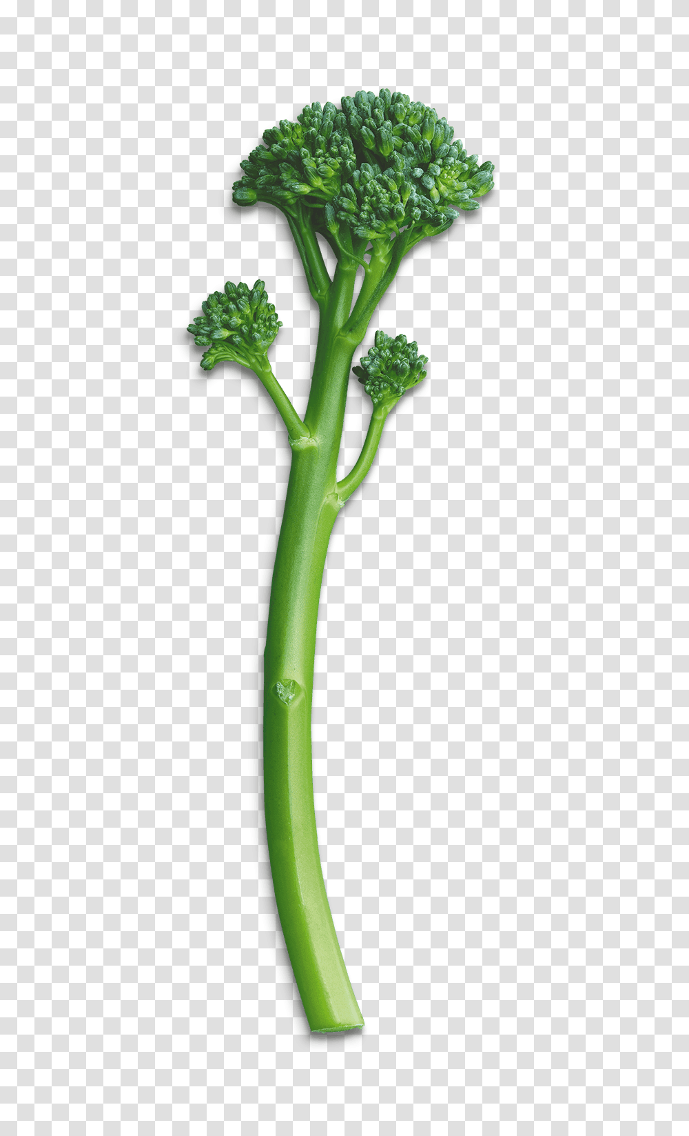 Recipes, Plant, Broccoli, Vegetable, Food Transparent Png