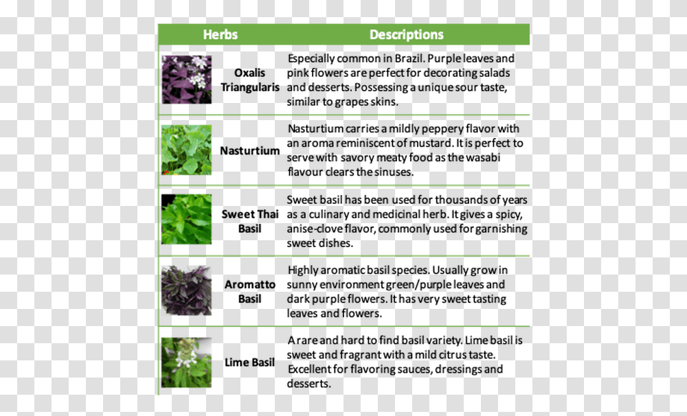 Recipes Screenshot, Plant, Leaf, Text, Home Decor Transparent Png