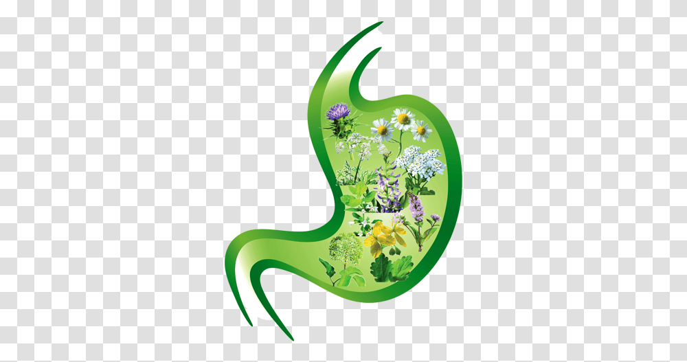 Recommended Stomach, Plant, Green, Art, Flower Transparent Png