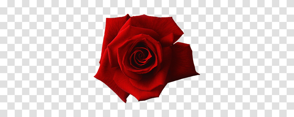 Red Nature, Rose, Flower, Plant Transparent Png