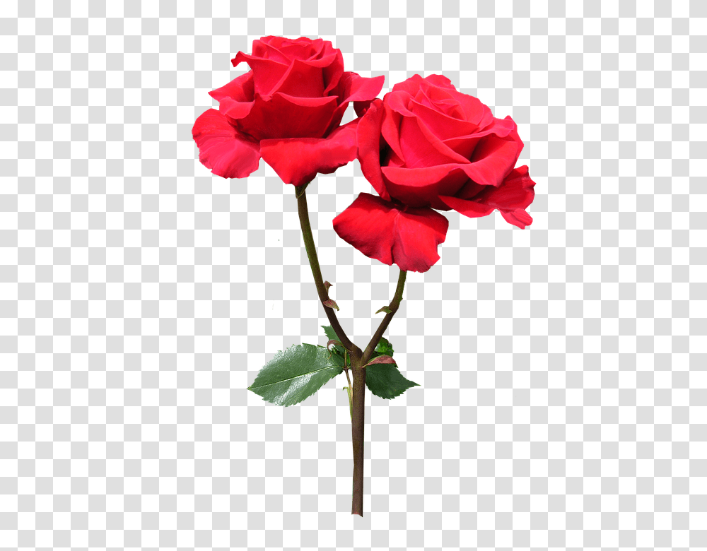Red 960, Flower, Plant, Blossom, Rose Transparent Png