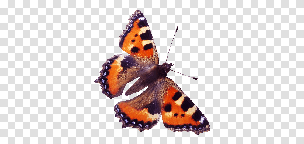 Red Admiral Butterfly, Insect, Invertebrate, Animal, Moth Transparent Png