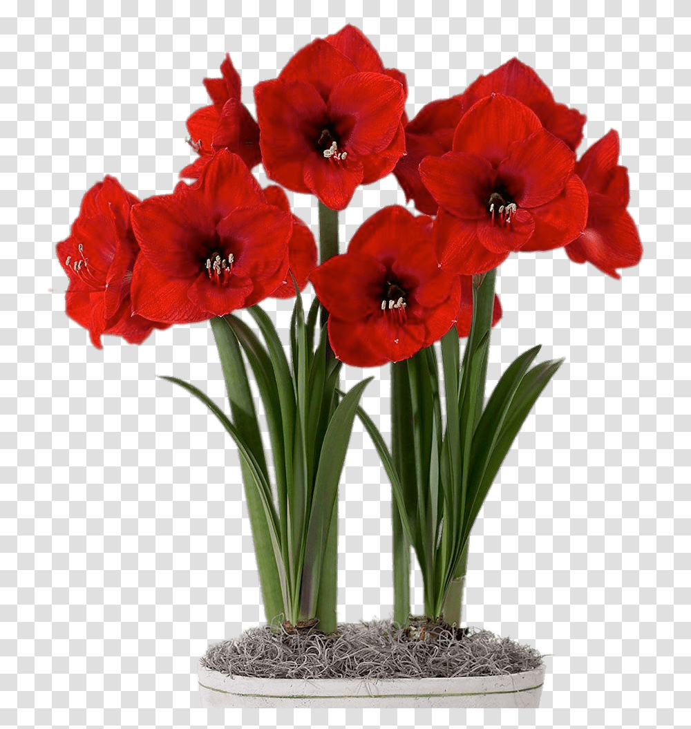 Red Amaryllis In Flower Pot Flores Com Bulbo, Plant, Blossom, Petal, Geranium Transparent Png