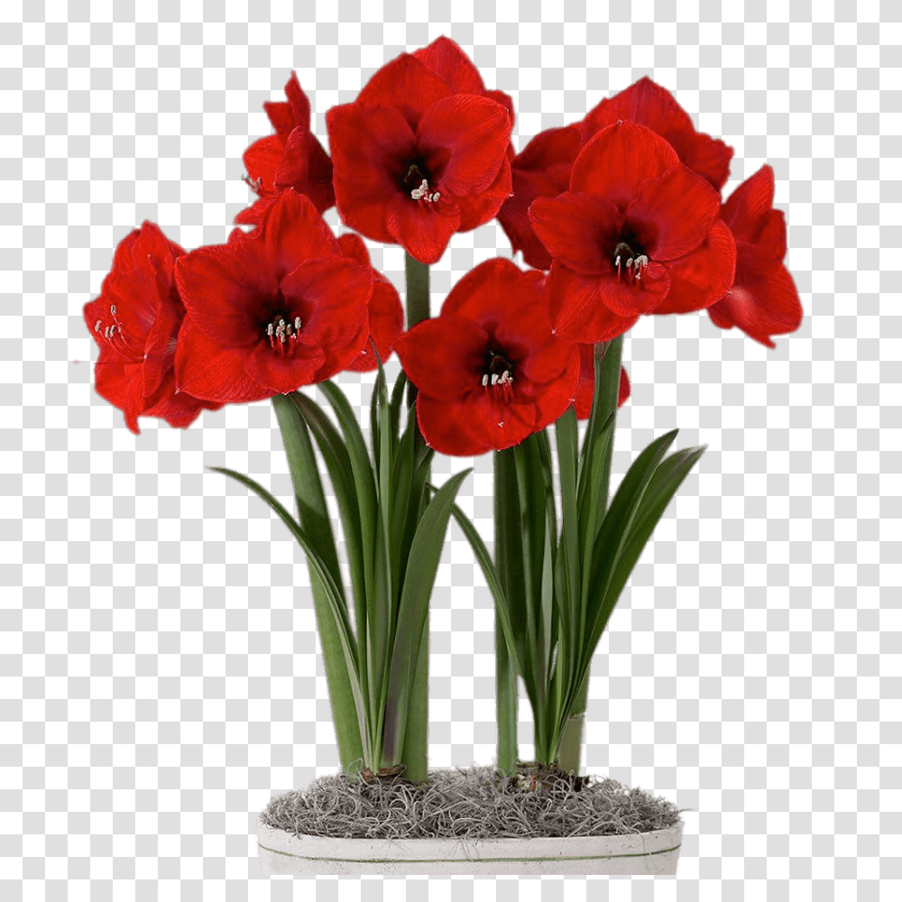 Red Amaryllis In Flower Pot, Plant, Blossom, Geranium, Flower Arrangement Transparent Png