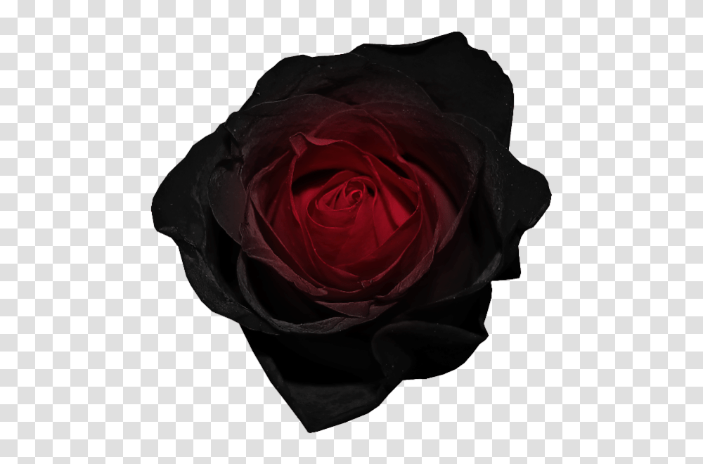 Red And Black Rose, Flower, Plant, Blossom, Petal Transparent Png