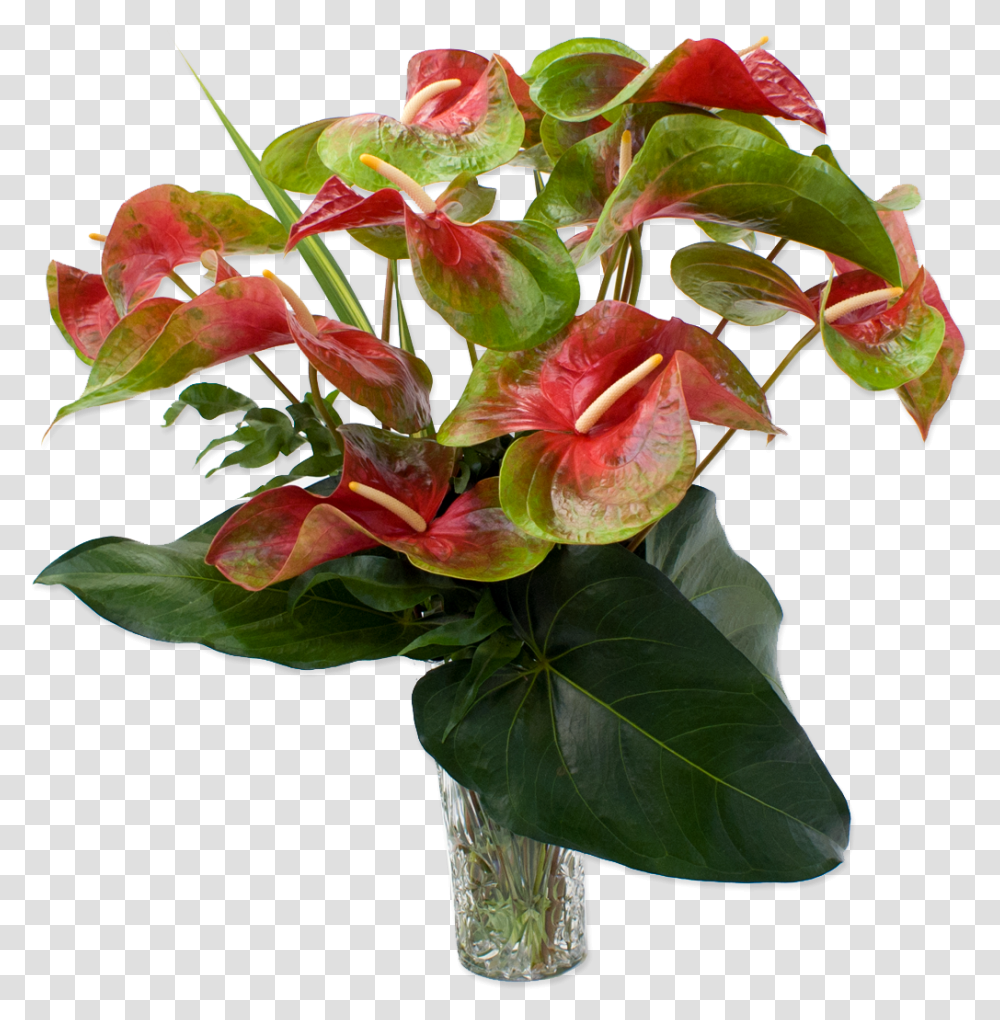 Red And Green Obake Anthurium Hawaiian Flowers Anthurium Flowers Plant, Blossom, Flower Arrangement, Flower Bouquet, Rose Transparent Png