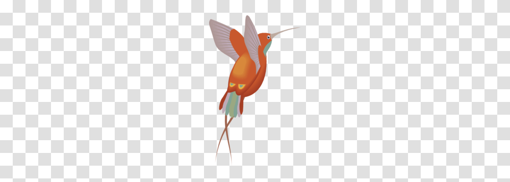 Red And Orange Hummingbird Clip Art, Animal, Cardinal, Bee Eater, Jay Transparent Png