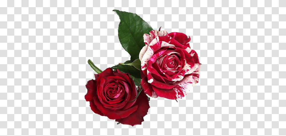 Red And White Flowers, Rose, Plant, Blossom, Flower Bouquet Transparent Png