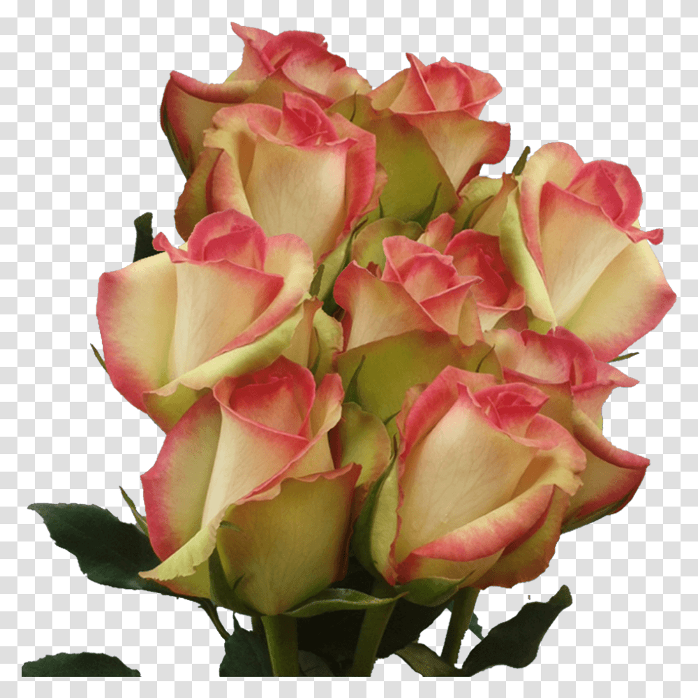 Red And White Long Stem Roses Multicolored Roses For Garden Roses, Plant, Flower, Blossom, Flower Bouquet Transparent Png