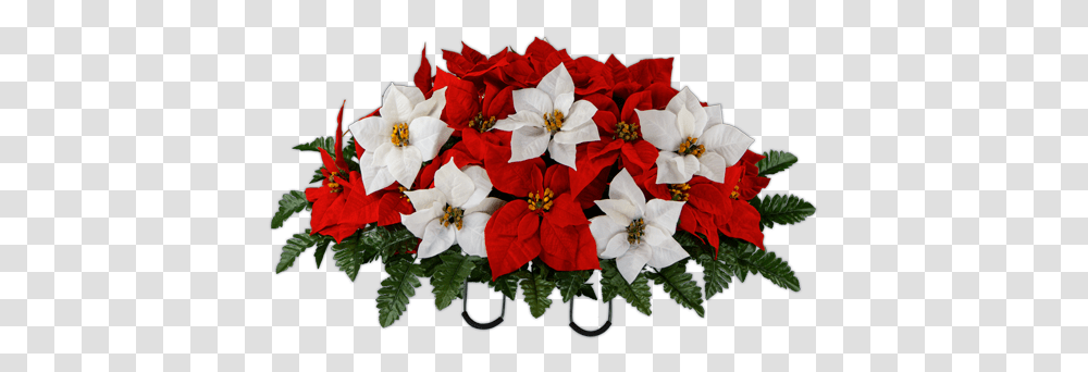 Red And White Poinsettia Poinsettia, Plant, Flower, Blossom, Flower Arrangement Transparent Png