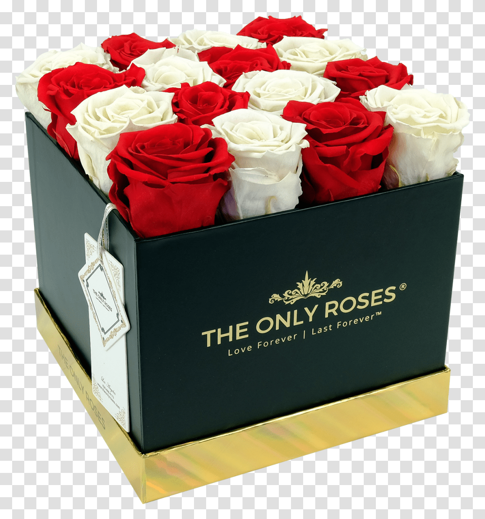 Red And White Preserved Roses Rose, Plant, Flower, Blossom, Box Transparent Png