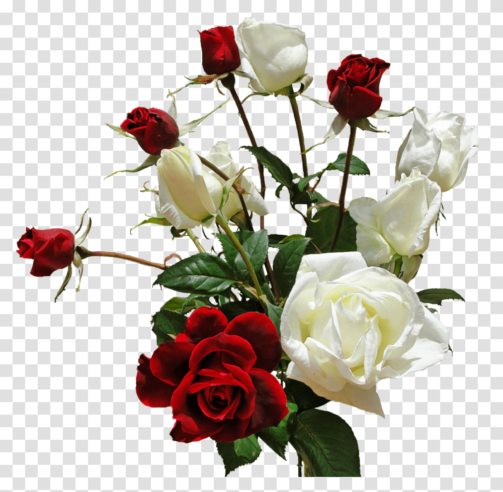 Red And White Roses, Plant, Flower, Blossom, Flower Arrangement Transparent Png