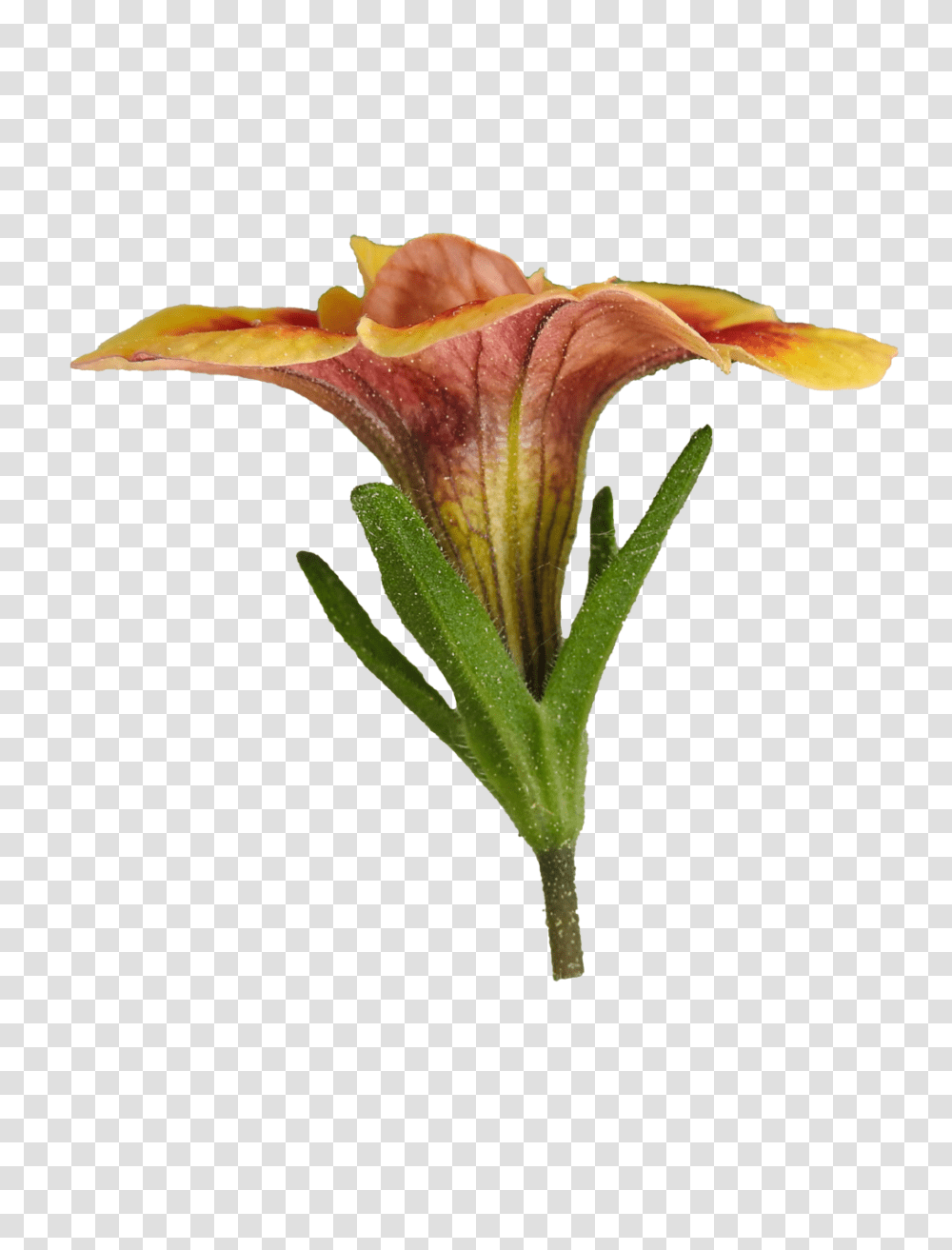 Red And Yellow Flower, Plant, Blossom, Lily, Bird Transparent Png