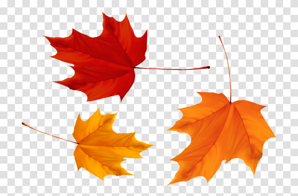 Red And Yellow Maple Leaves Three Maple Leaves, Leaf, Plant, Tree, Maple Leaf Transparent Png