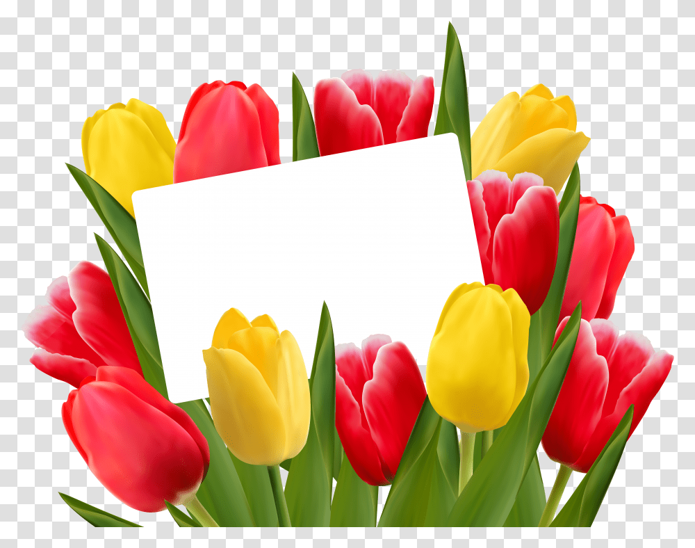 Red And Yellow Tulips Transparent Png