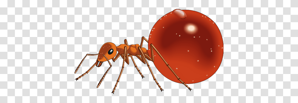 Red Ants Clipart Kid, Invertebrate, Animal, Insect Transparent Png
