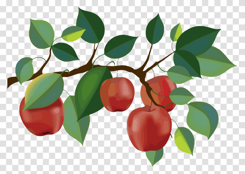 Red Apple Branch Clipart Apple Tree Branch Clipart, Plant, Fruit, Food, Cherry Transparent Png