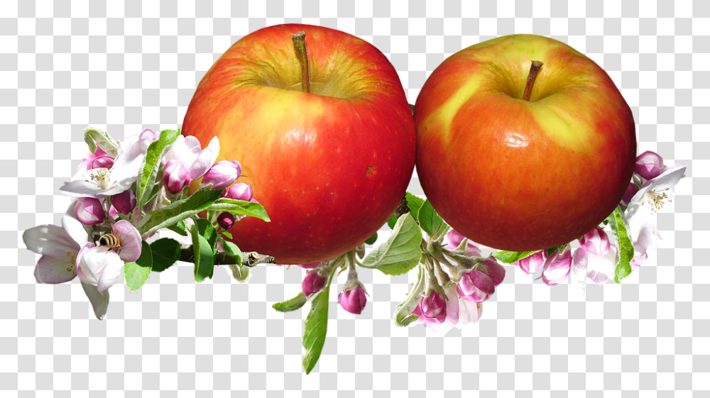 Red Apples Apple Blossom Springtime Garden Yabloki, Fruit, Plant, Food, Flower Transparent Png