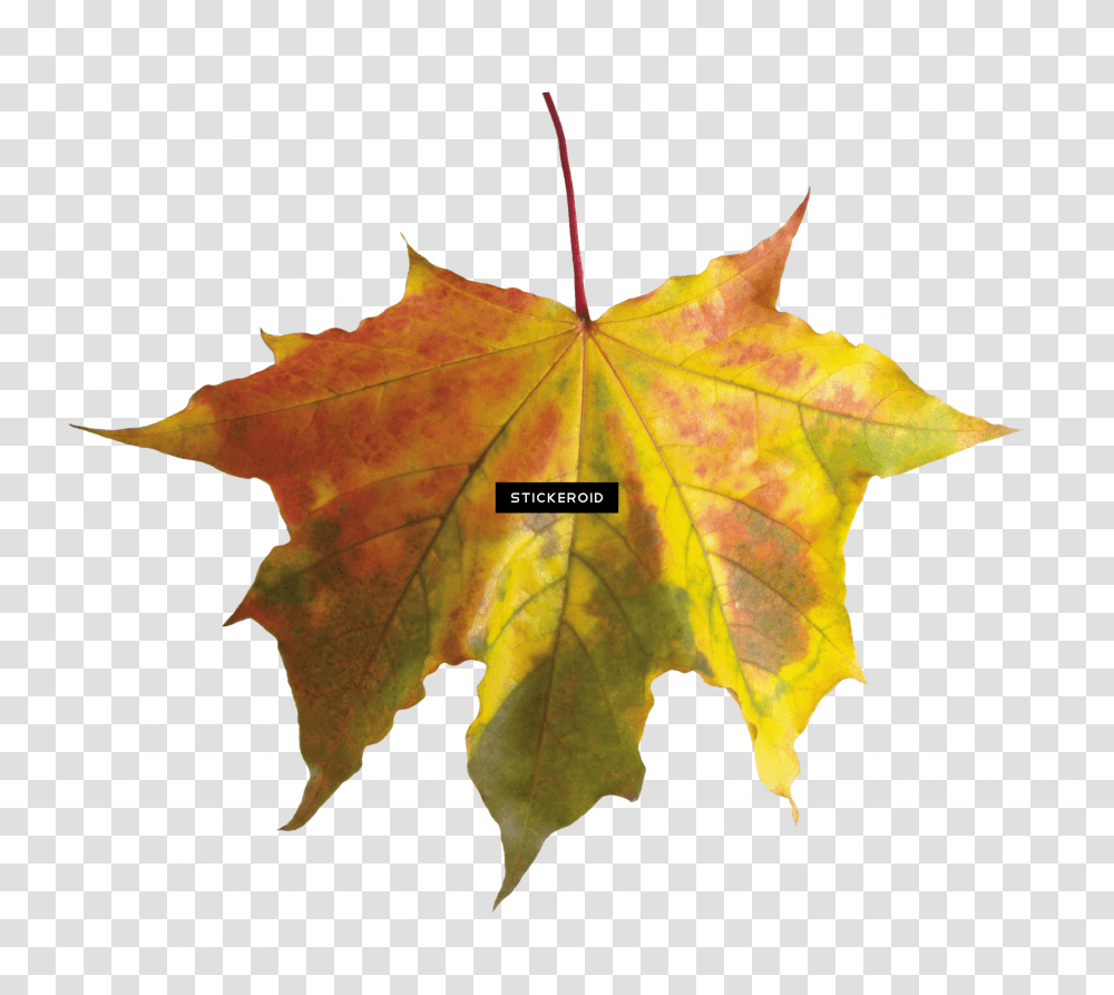 Red Autumn Leaf Leaves Fall Leaf Without Background,  Transparent Png