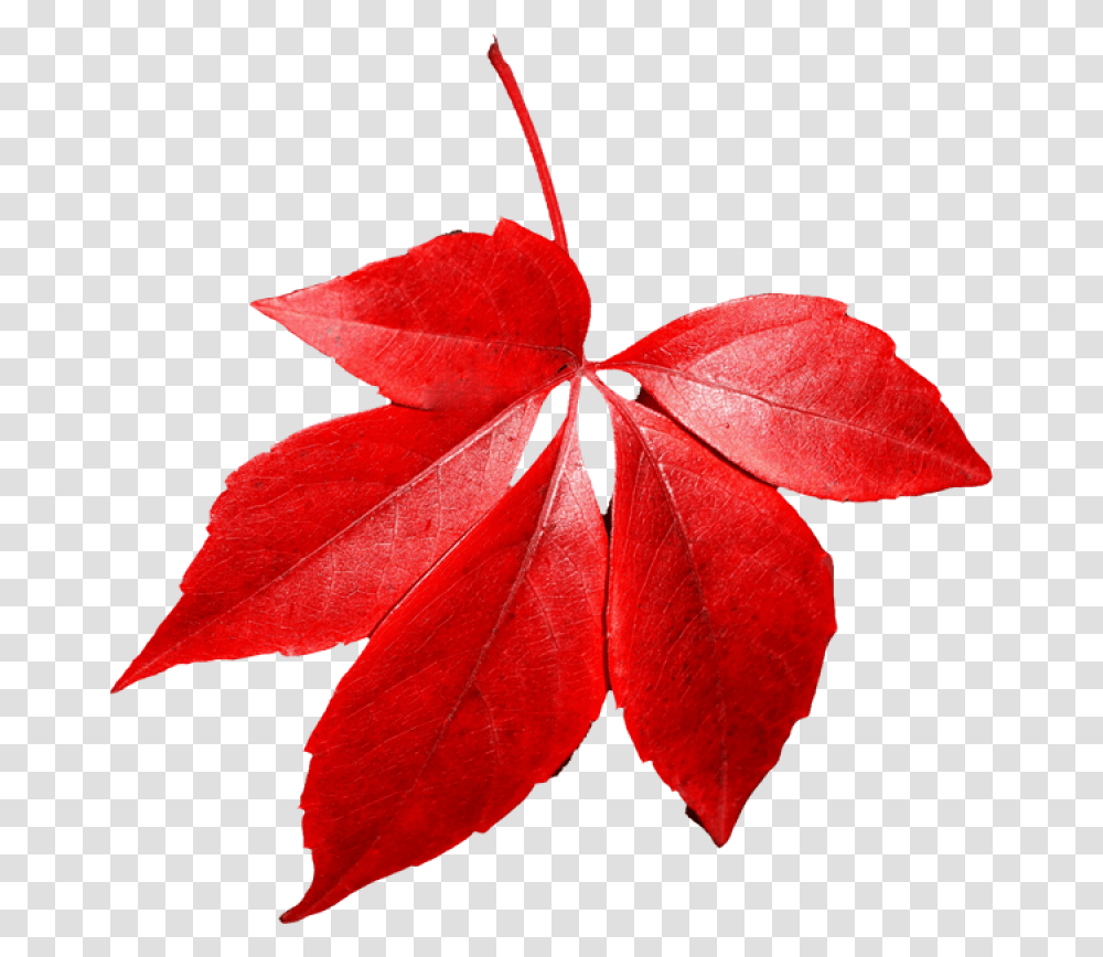 Red Autumn Leaf Red Autumn Leaves Background, Plant, Tree, Maple Leaf, Rose Transparent Png