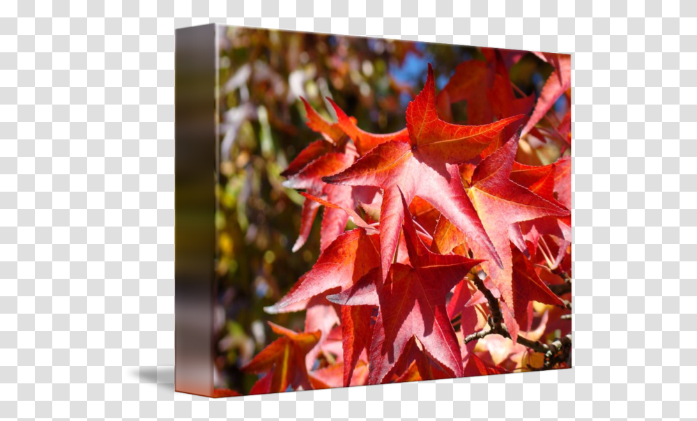 Red Autumn Leave Art Prints Fall Trees By Baslee Troutman Fine Maple Leaf, Plant Transparent Png