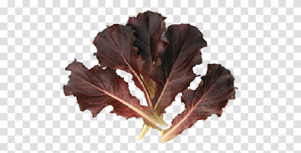 Red Batavia Baby Leaf Mustard Greens, Plant, Veins, Tobacco, Vegetable Transparent Png