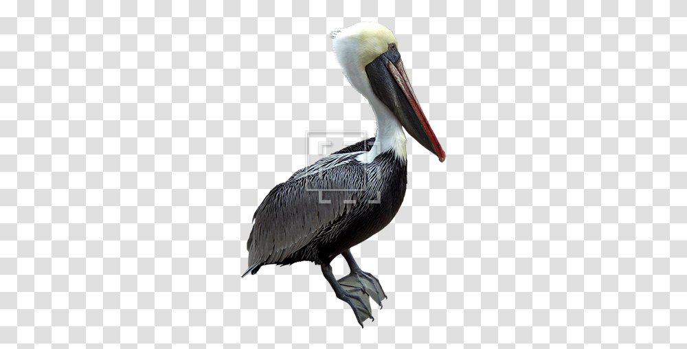 Red Beak Pelican Brown Pelican, Bird, Animal Transparent Png