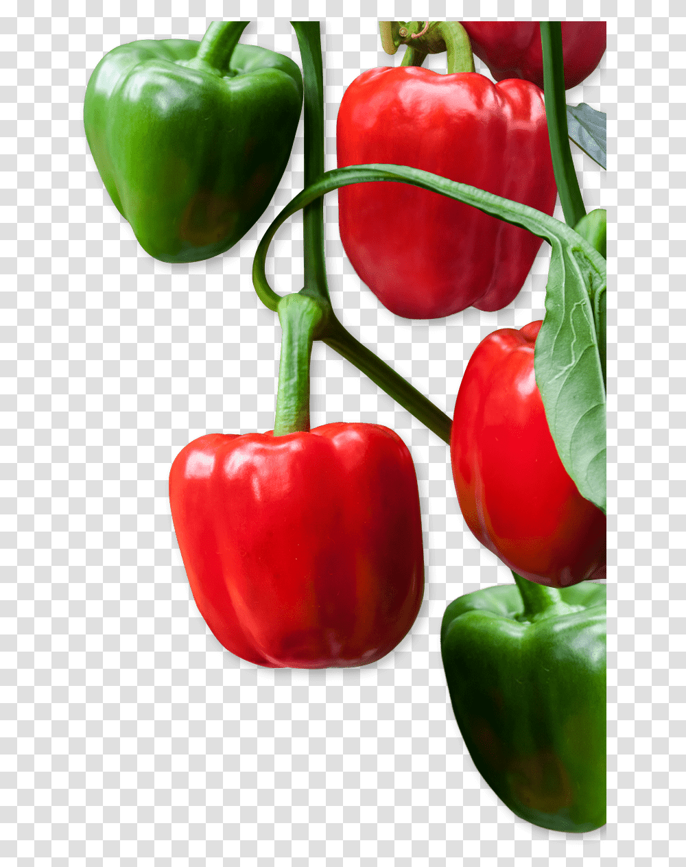Red Bell Pepper, Plant, Food, Vegetable, Fruit Transparent Png