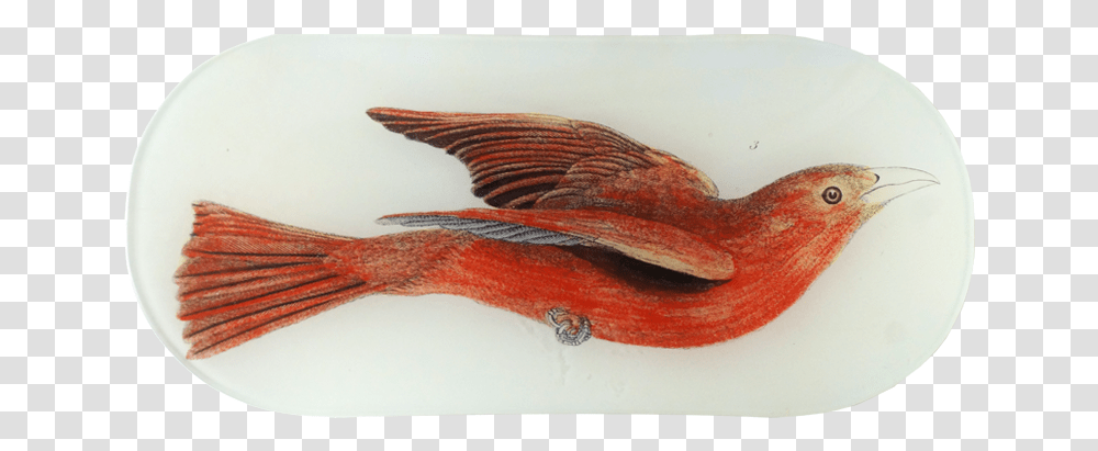 Red Bird, Animal, Fish, Invertebrate, Conch Transparent Png
