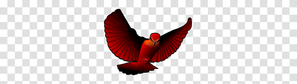 Red Bird Clip Art, Animal, Person, Cardinal, Photography Transparent Png