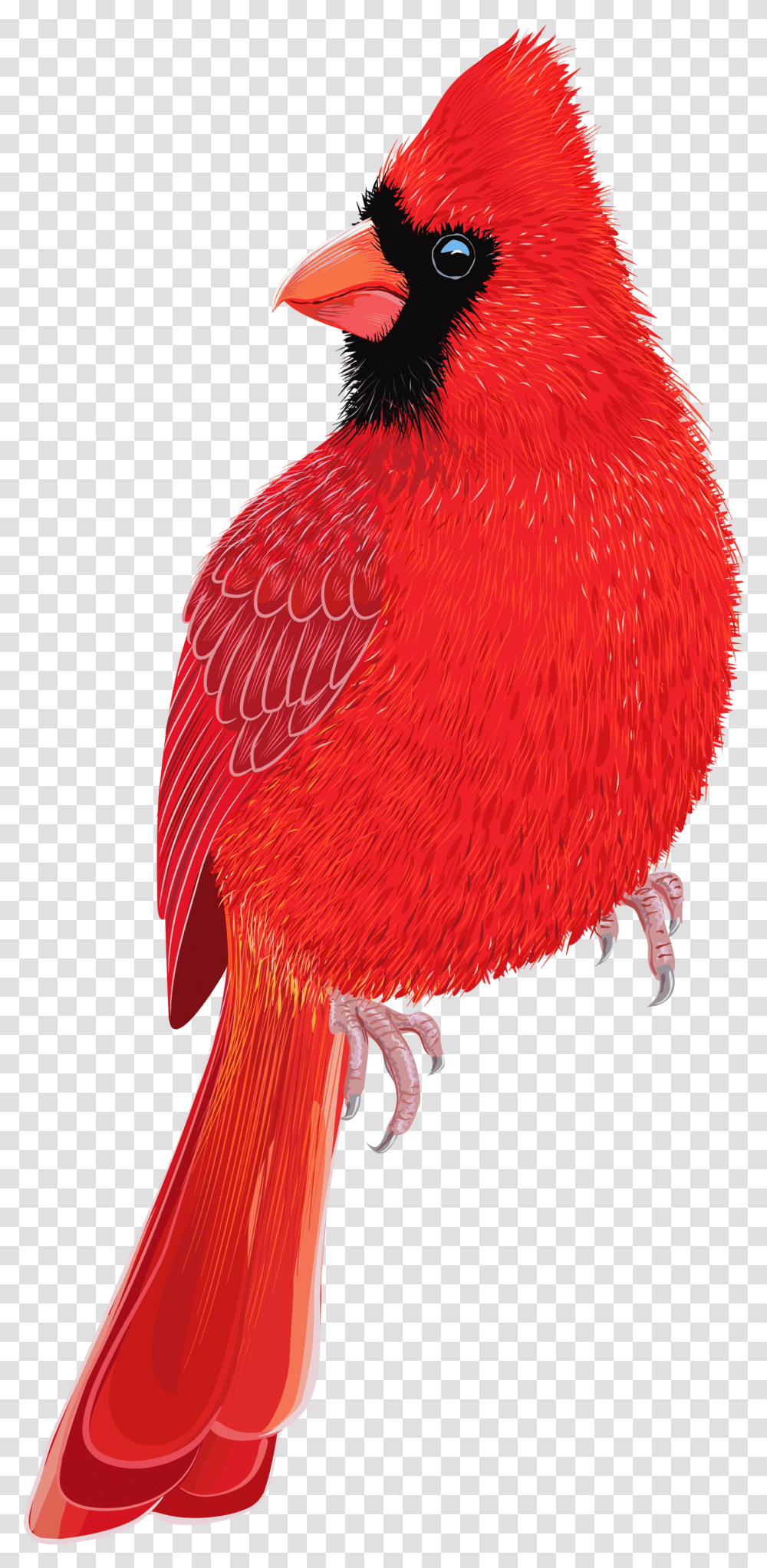 Red Bird Clipart Image Red Cardinal Background, Animal, Beak, Bee Eater, Pattern Transparent Png