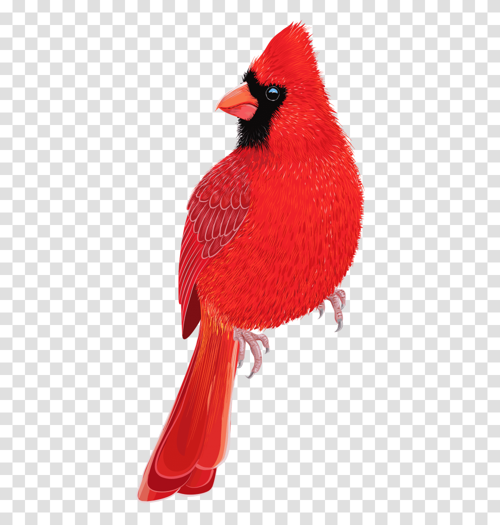 Red Bird Image, Animal, Cardinal, Beak, Finch Transparent Png