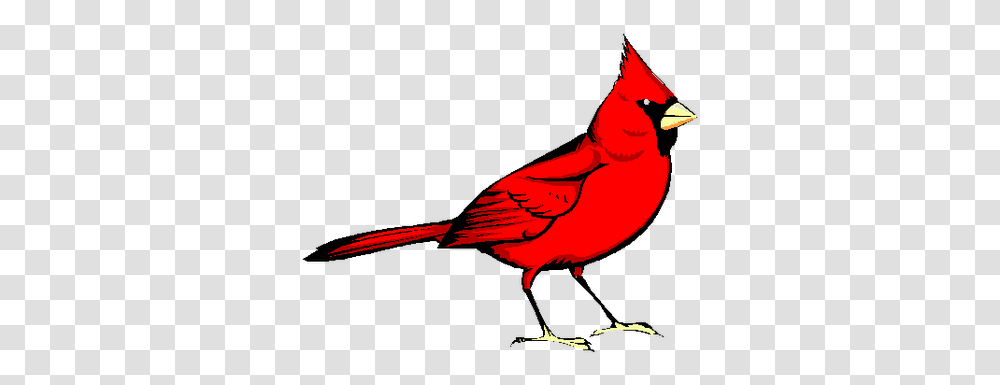 Red Bird Image Clip Art Cardinal Bird, Animal, Person, Human, Jay Transparent Png