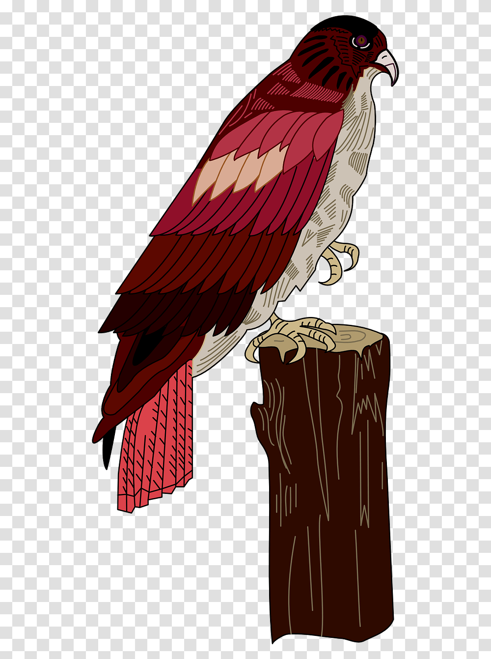 Red Bird, Vulture, Animal, Eagle, Condor Transparent Png