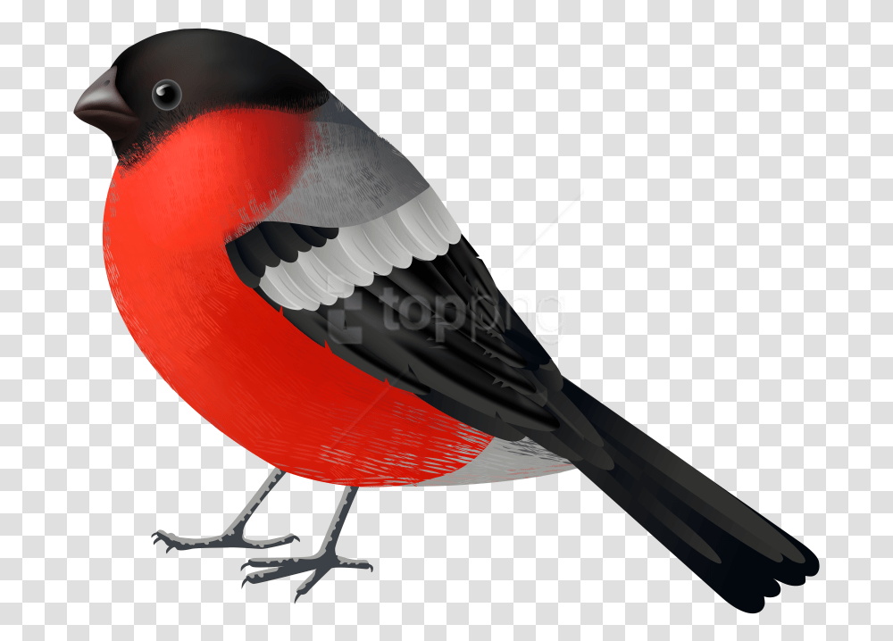 Red Black Bird Clipart Birds, Airplane, Aircraft, Vehicle, Transportation Transparent Png