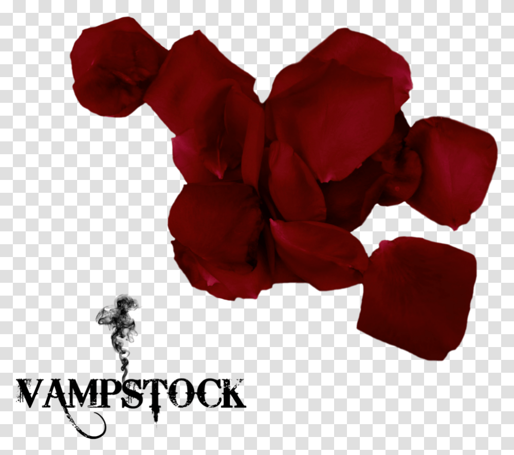 Red Black Rose Petals Black Rose Petals, Flower, Plant, Blossom, Geranium Transparent Png
