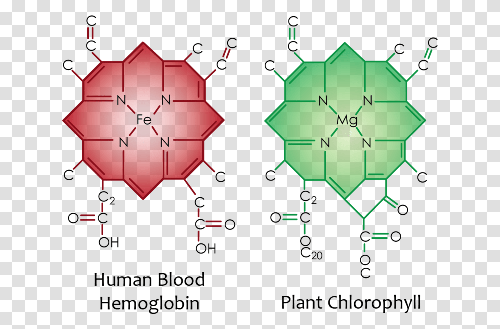 Red Blood Cell Chlorophyll Blood, Pattern, Ornament, Fractal Transparent Png