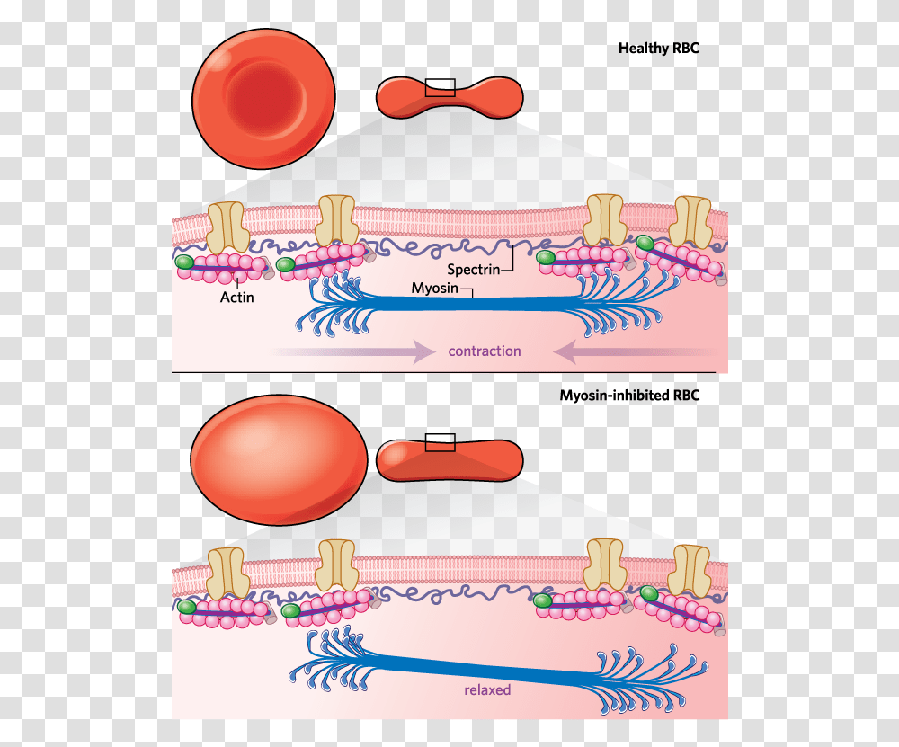 Red Blood Cells Red Blood Cell Membrane, Paper, Advertisement, Icing Transparent Png