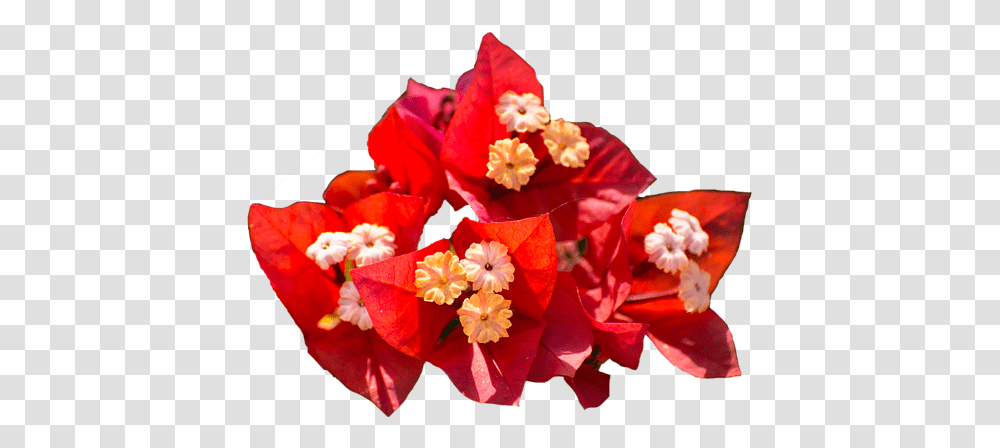 Red Bougainvillea T Shirt Bougainvillea, Plant, Flower, Blossom, Flower Bouquet Transparent Png