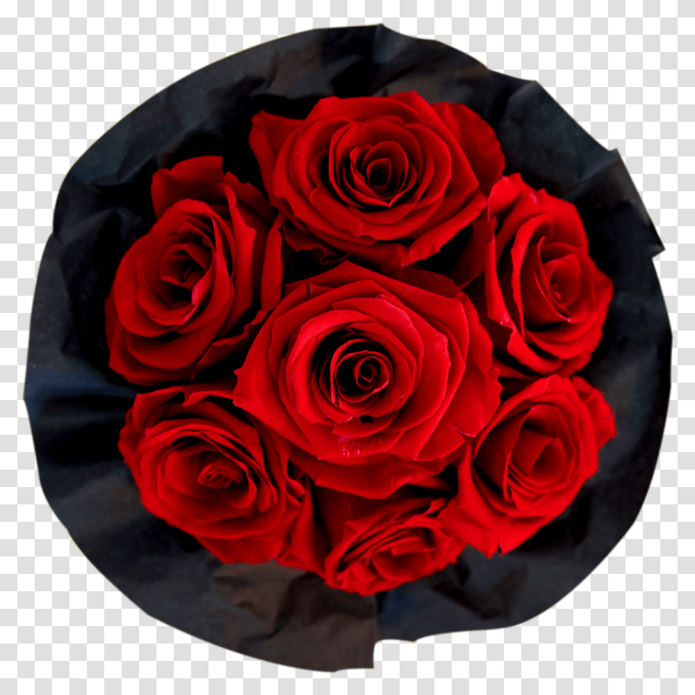 Red Bouquet Floribunda, Plant, Flower, Blossom, Rose Transparent Png