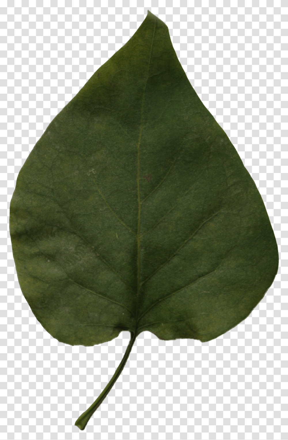 Red Bud, Leaf, Plant, Veins, Tree Transparent Png