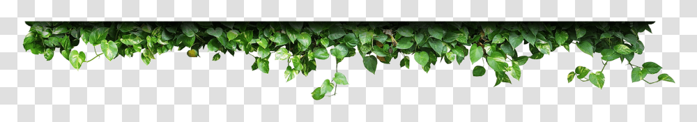 Red Bud, Plant, Leaf, Vine, Ivy Transparent Png