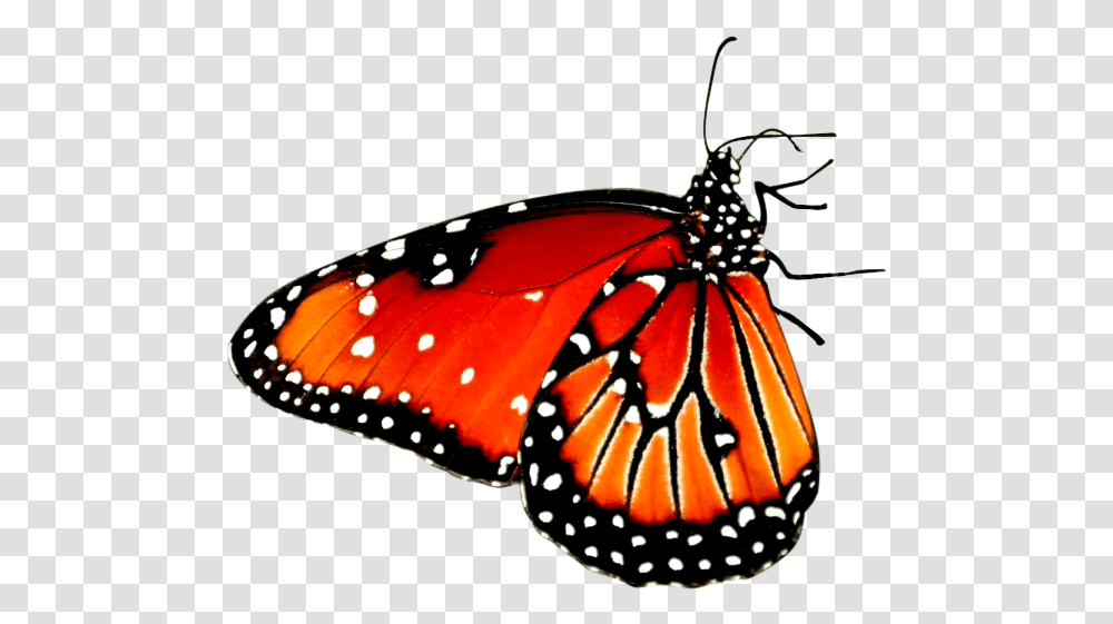 Red Butterfly Clipart Butterfly Sitting On A Flower, Monarch, Insect, Invertebrate, Animal Transparent Png