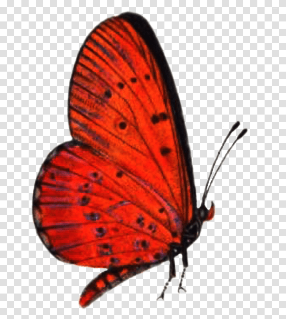 Red Butterfly High Quality Image Red Butterfly, Insect, Invertebrate, Animal, Helmet Transparent Png